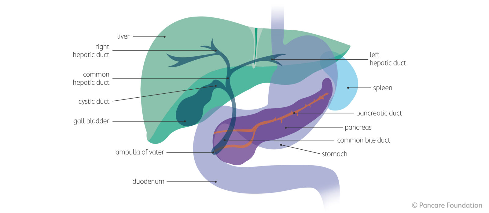 What is bile duct or gall bladder cancer?